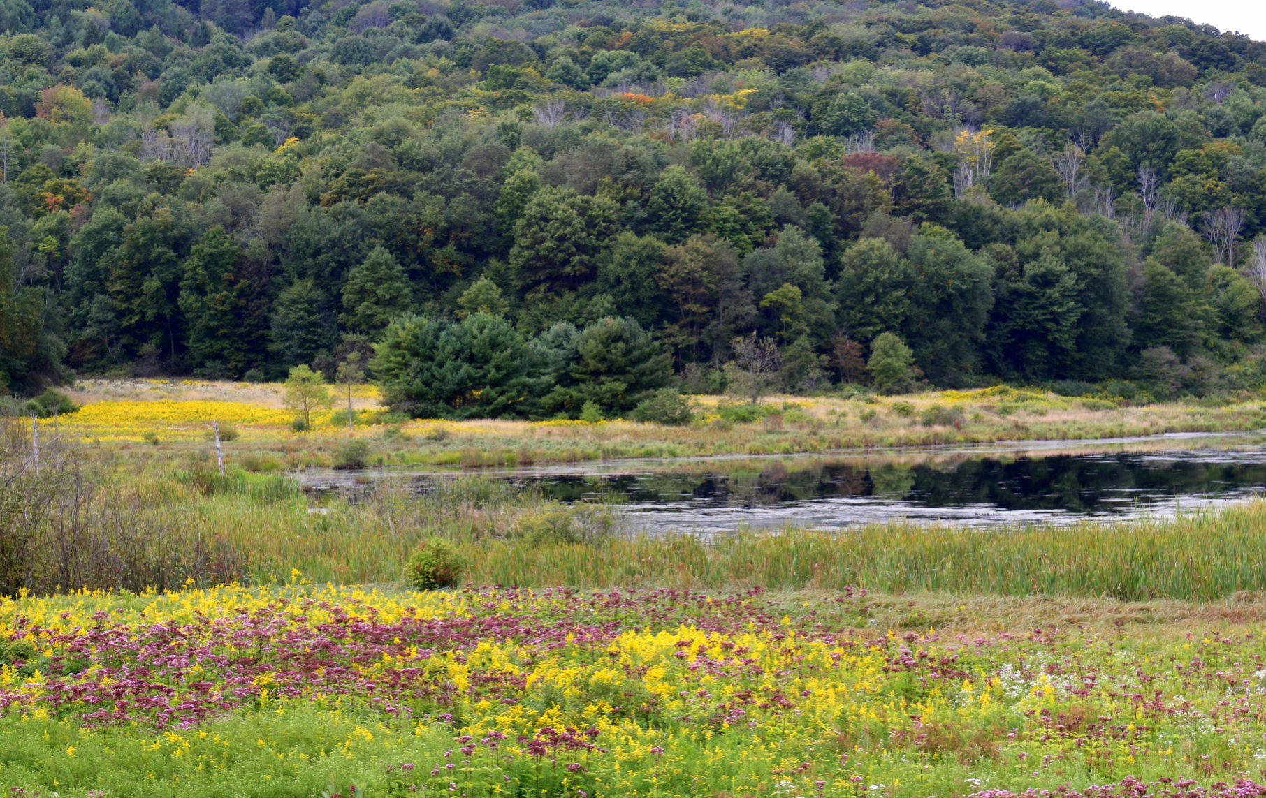 Fall colors starting to push Summer’s green out of the way